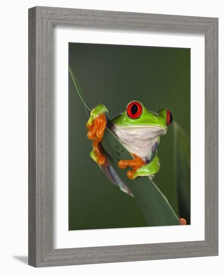 Red-Eyed Tree Frog-Adam Jones-Framed Photographic Print