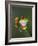 Red-Eyed Tree Frog-Adam Jones-Framed Photographic Print