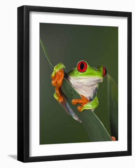 Red-Eyed Tree Frog-Adam Jones-Framed Photographic Print