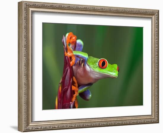 Red-Eyed Tree Frog-Adam Jones-Framed Photographic Print