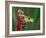 Red-Eyed Tree Frog-Adam Jones-Framed Photographic Print