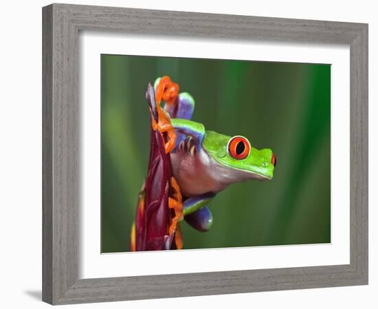 Red-Eyed Tree Frog-Adam Jones-Framed Photographic Print