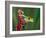 Red-Eyed Tree Frog-Adam Jones-Framed Photographic Print