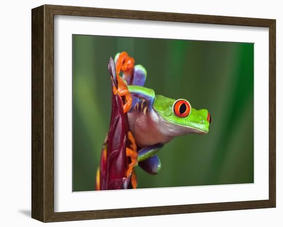 Red-Eyed Tree Frog-Adam Jones-Framed Photographic Print