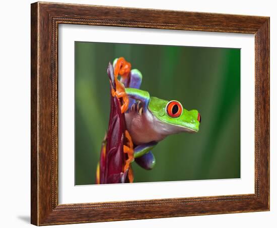 Red-Eyed Tree Frog-Adam Jones-Framed Photographic Print