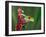 Red-Eyed Tree Frog-Adam Jones-Framed Photographic Print