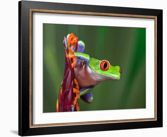 Red-Eyed Tree Frog-Adam Jones-Framed Photographic Print