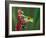 Red-Eyed Tree Frog-Adam Jones-Framed Photographic Print