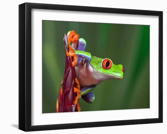 Red-Eyed Tree Frog-Adam Jones-Framed Photographic Print