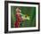 Red-Eyed Tree Frog-Adam Jones-Framed Photographic Print