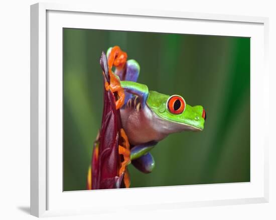 Red-Eyed Tree Frog-Adam Jones-Framed Photographic Print