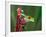 Red-Eyed Tree Frog-Adam Jones-Framed Photographic Print