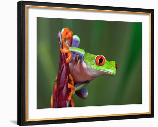 Red-Eyed Tree Frog-Adam Jones-Framed Photographic Print