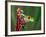 Red-Eyed Tree Frog-Adam Jones-Framed Photographic Print