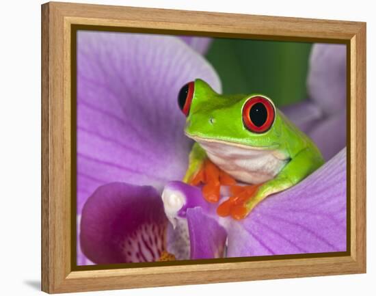 Red-Eyed Tree Frog-Adam Jones-Framed Premier Image Canvas