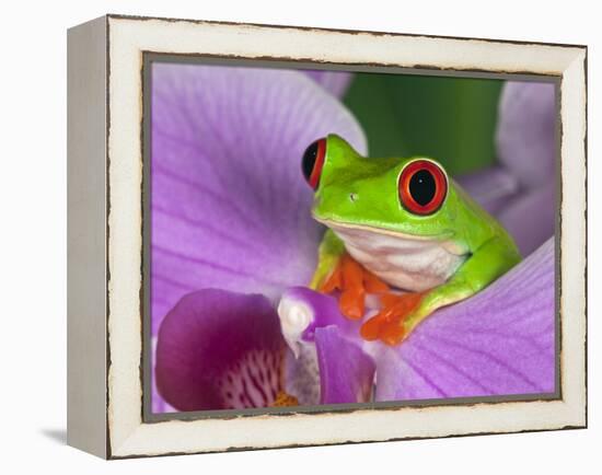 Red-Eyed Tree Frog-Adam Jones-Framed Premier Image Canvas