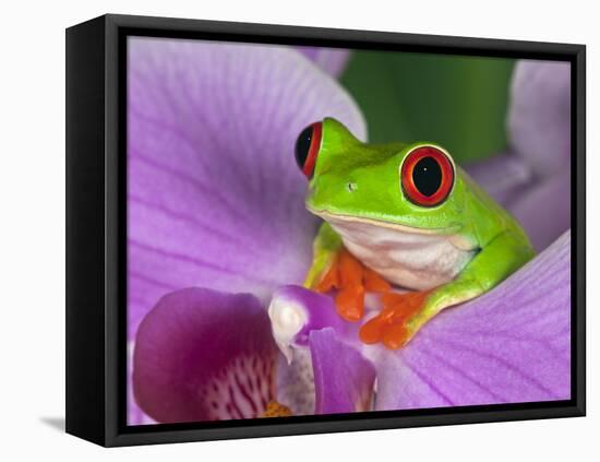 Red-Eyed Tree Frog-Adam Jones-Framed Premier Image Canvas