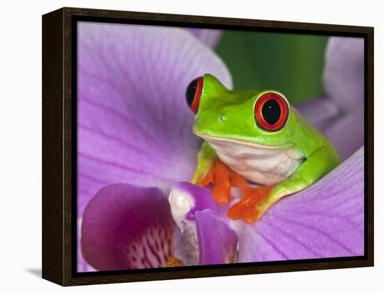Red-Eyed Tree Frog-Adam Jones-Framed Premier Image Canvas