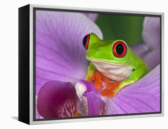 Red-Eyed Tree Frog-Adam Jones-Framed Premier Image Canvas