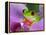 Red-Eyed Tree Frog-Adam Jones-Framed Premier Image Canvas