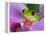 Red-Eyed Tree Frog-Adam Jones-Framed Premier Image Canvas