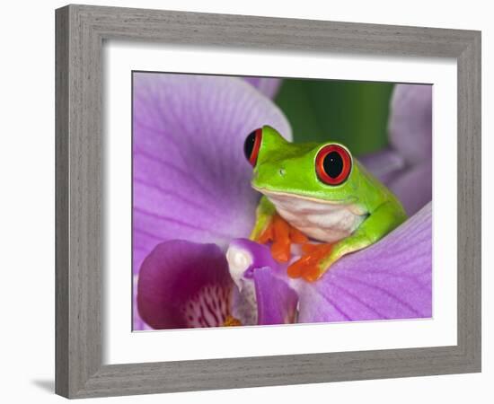 Red-Eyed Tree Frog-Adam Jones-Framed Photographic Print