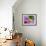 Red-Eyed Tree Frog-Adam Jones-Framed Photographic Print displayed on a wall