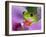 Red-Eyed Tree Frog-Adam Jones-Framed Photographic Print