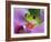 Red-Eyed Tree Frog-Adam Jones-Framed Photographic Print