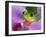 Red-Eyed Tree Frog-Adam Jones-Framed Photographic Print