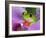 Red-Eyed Tree Frog-Adam Jones-Framed Photographic Print