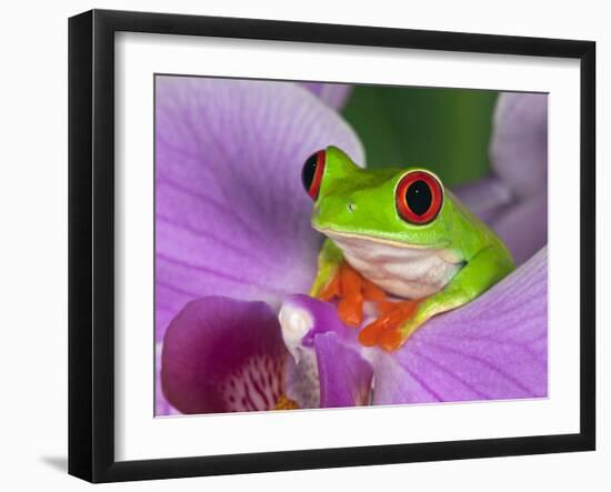 Red-Eyed Tree Frog-Adam Jones-Framed Photographic Print