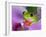 Red-Eyed Tree Frog-Adam Jones-Framed Photographic Print