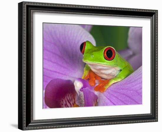 Red-Eyed Tree Frog-Adam Jones-Framed Photographic Print