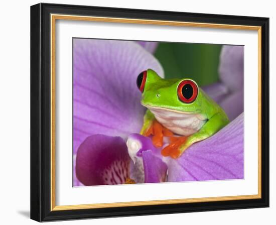 Red-Eyed Tree Frog-Adam Jones-Framed Photographic Print