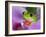 Red-Eyed Tree Frog-Adam Jones-Framed Photographic Print