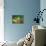 Red-Eyed Tree Frog-Adam Jones-Photographic Print displayed on a wall