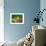 Red-Eyed Tree Frog-Adam Jones-Framed Photographic Print displayed on a wall