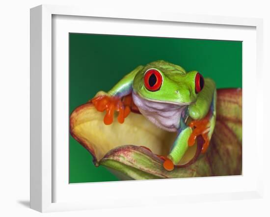 Red-Eyed Tree Frog-Adam Jones-Framed Photographic Print