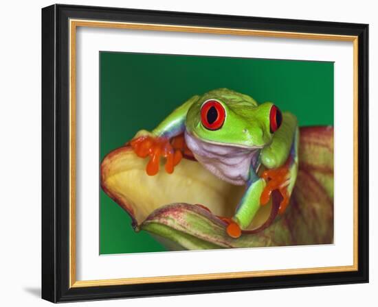 Red-Eyed Tree Frog-Adam Jones-Framed Photographic Print