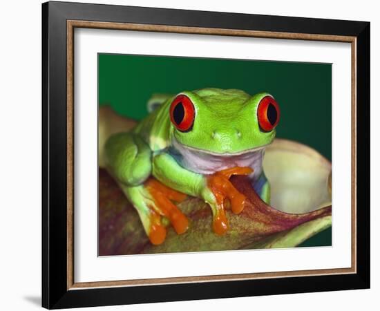 Red-Eyed Tree Frog-Adam Jones-Framed Photographic Print