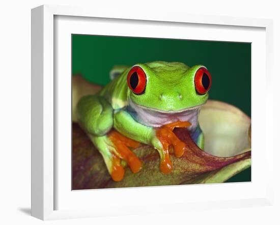 Red-Eyed Tree Frog-Adam Jones-Framed Photographic Print