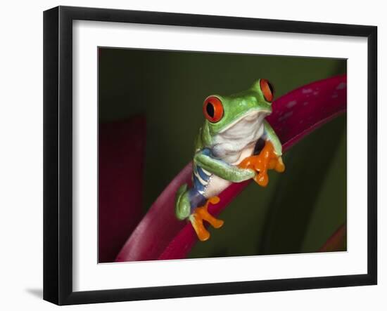 Red-Eyed Tree Frog-Adam Jones-Framed Photographic Print