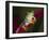 Red-Eyed Tree Frog-Adam Jones-Framed Photographic Print