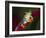 Red-Eyed Tree Frog-Adam Jones-Framed Photographic Print