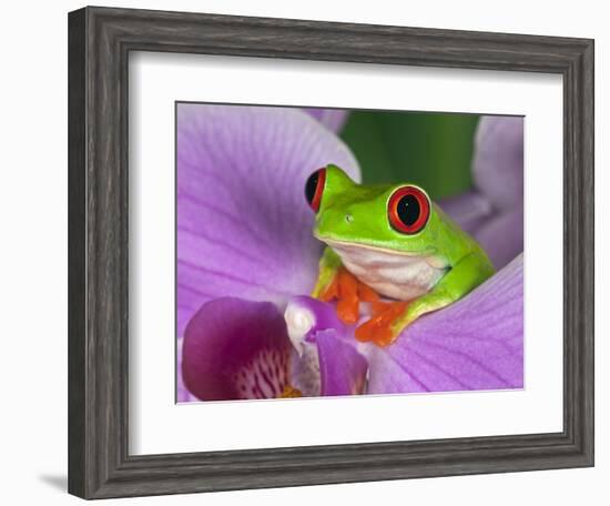 Red-Eyed Tree Frog-Adam Jones-Framed Photographic Print