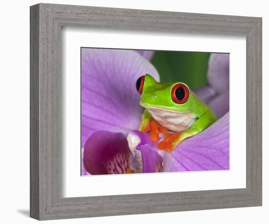 Red-Eyed Tree Frog-Adam Jones-Framed Photographic Print