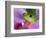 Red-Eyed Tree Frog-Adam Jones-Framed Photographic Print