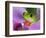 Red-Eyed Tree Frog-Adam Jones-Framed Photographic Print