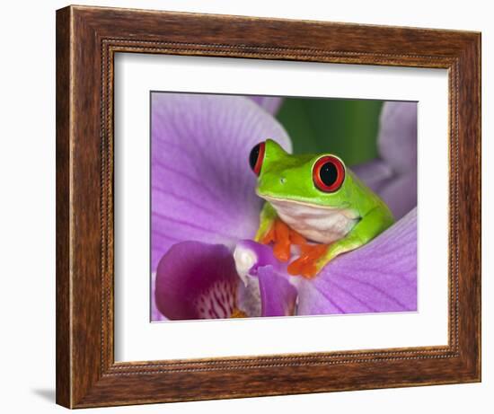 Red-Eyed Tree Frog-Adam Jones-Framed Photographic Print